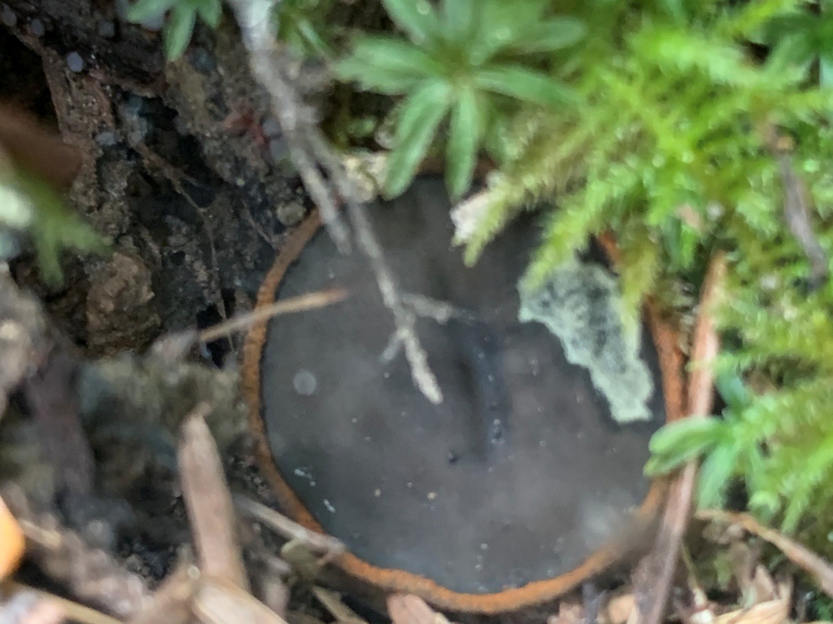 Observation mo-437060, Plectania melastoma