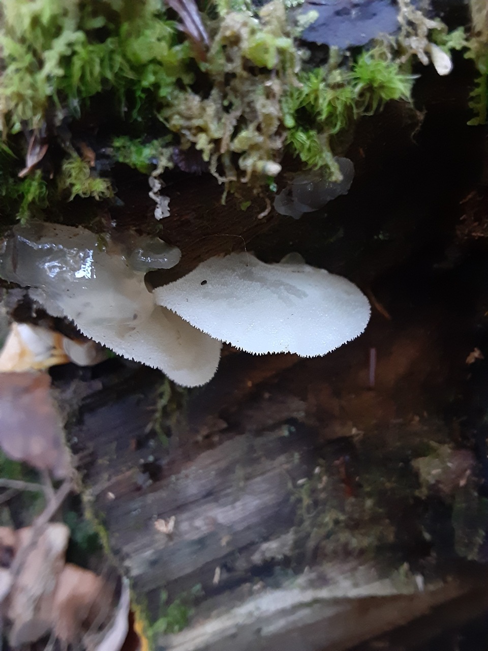 Observation mo-438549, Pseudohydnum gelatinosum