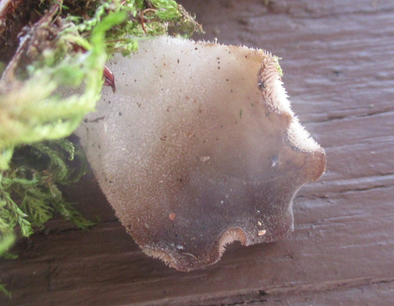 Observation mo-438686, Pseudohydnum gelatinosum