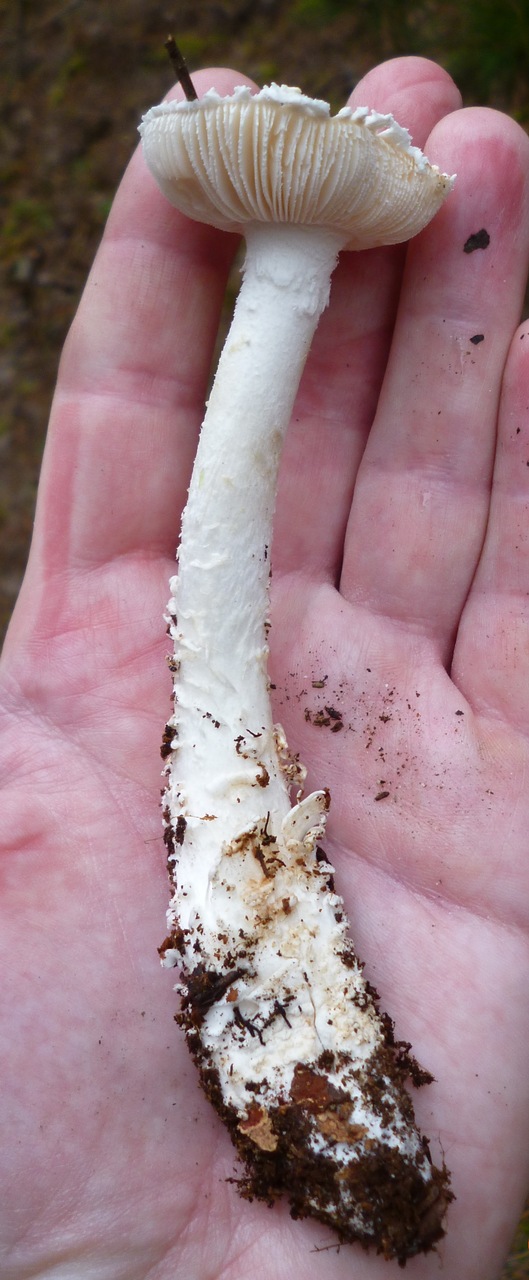 Observation mo-438748, Amanita gracilissima