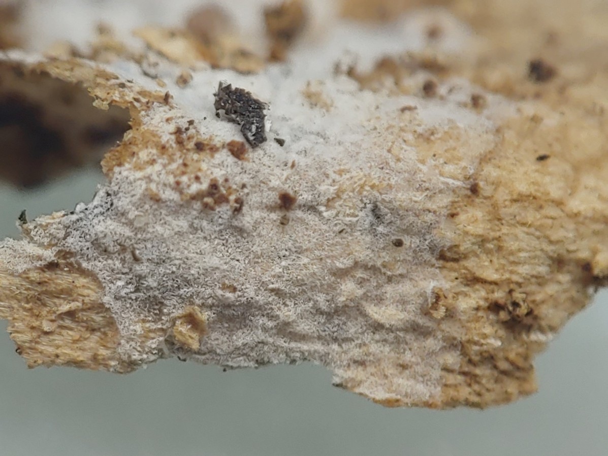 Observation mo-439659, Subulicystidium brachysporum