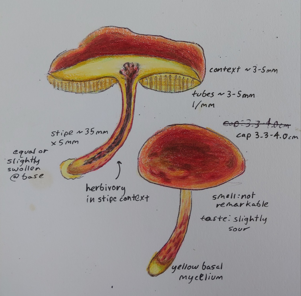 Observation mo-439745, Boletus ruborculus