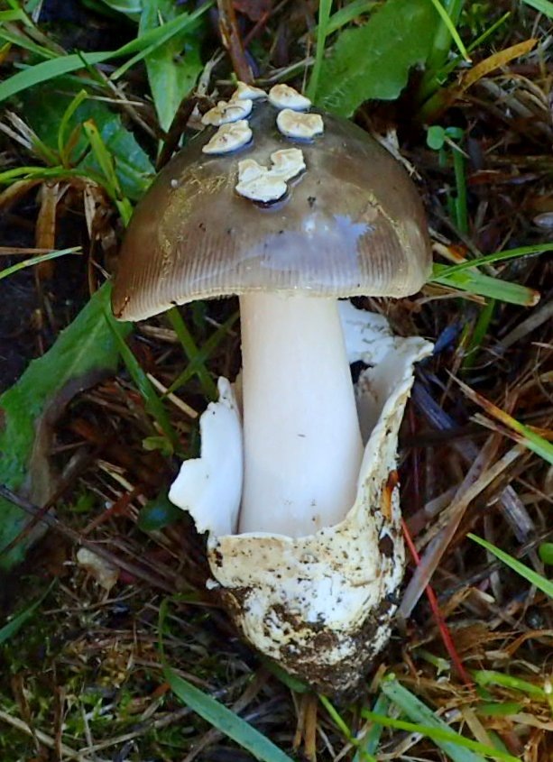 Observation mo-439764, Amanita lindgreniana