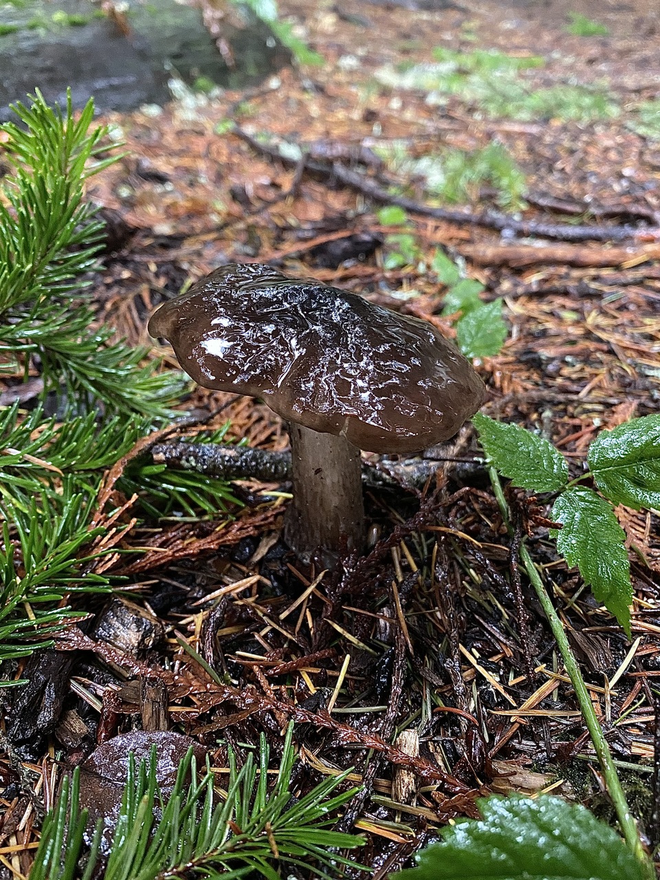 Observation mo-440265, Pluteus marginatus