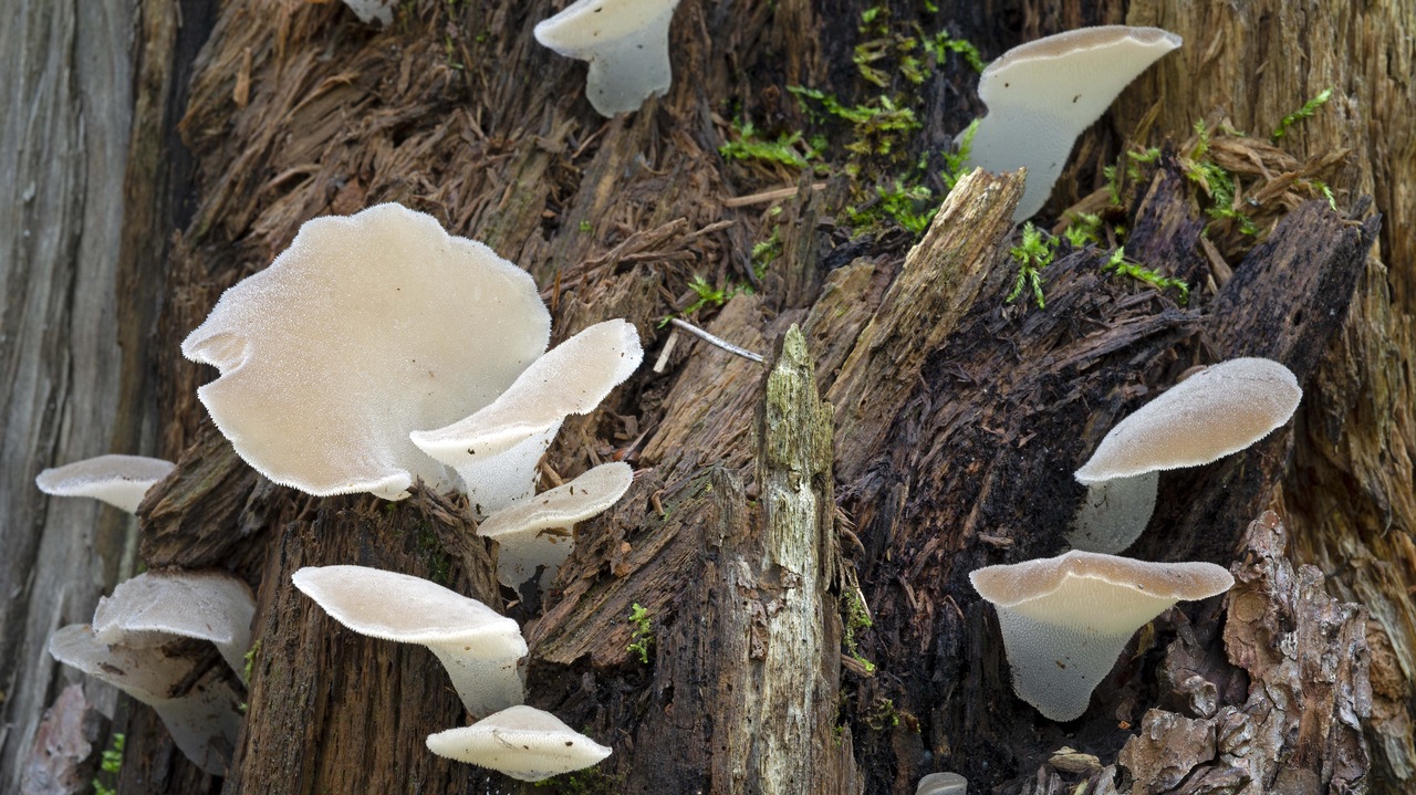 Observation mo-440604, Pseudohydnum gelatinosum