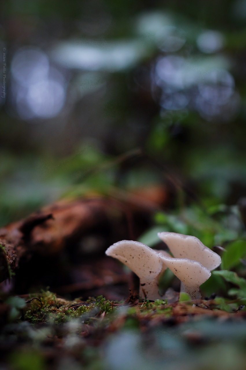 Observation mo-440911, Pseudohydnum gelatinosum