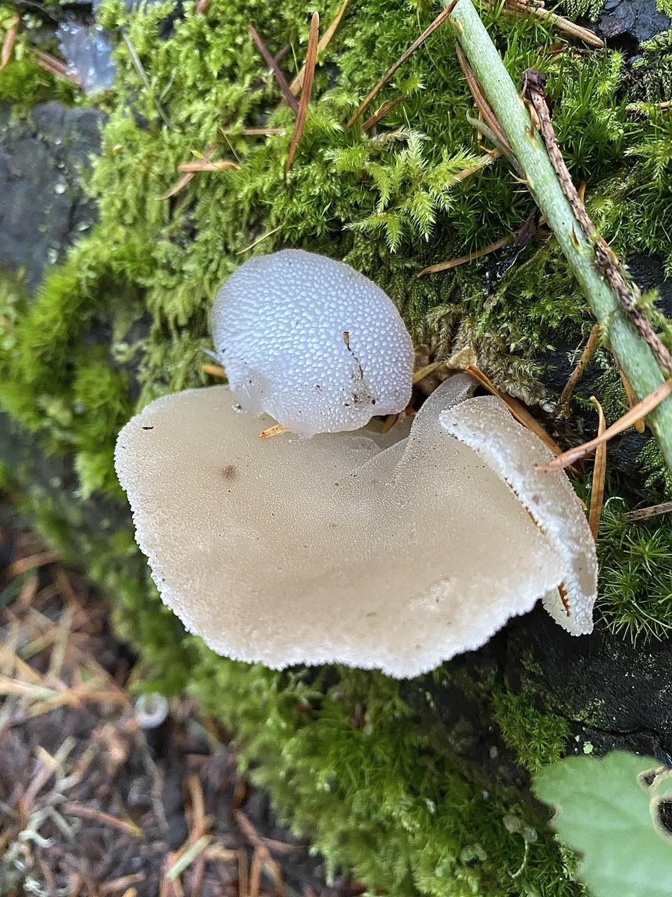 Observation mo-441273, Pseudohydnum gelatinosum