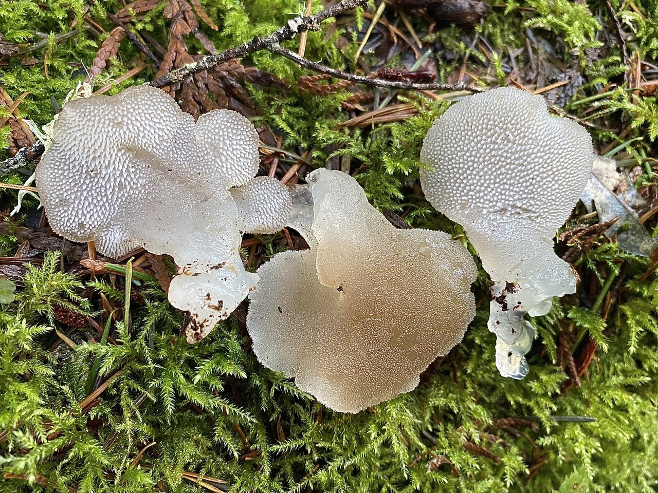 Observation mo-441275, Pseudohydnum gelatinosum