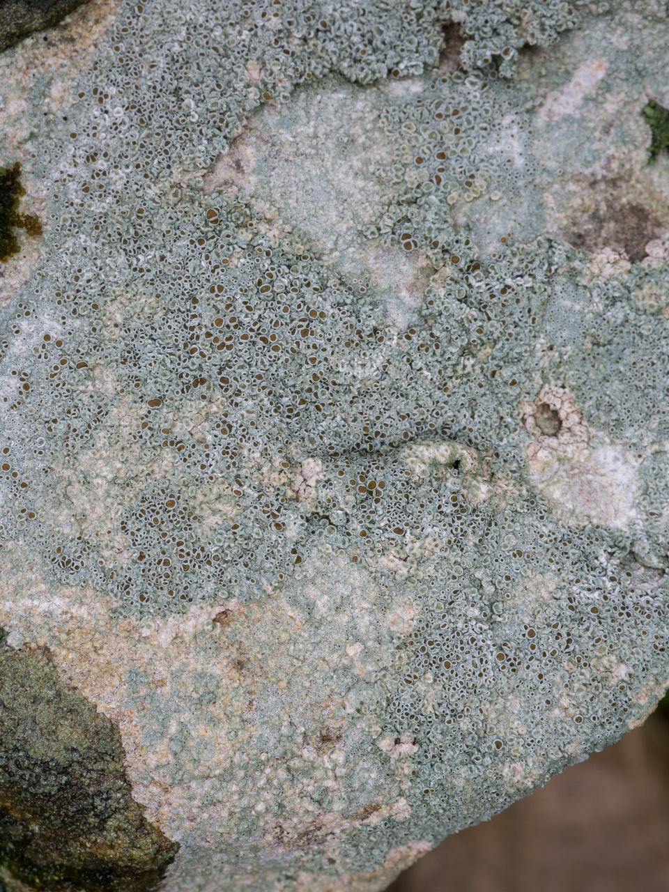 Observation mo-442042, Lecanora subimmergens