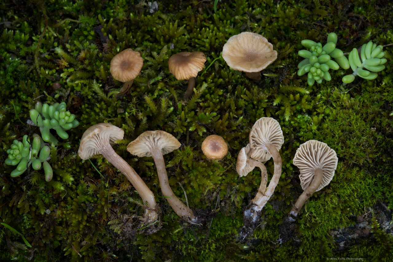 Observation mo-442297, Omphalina pyxidata