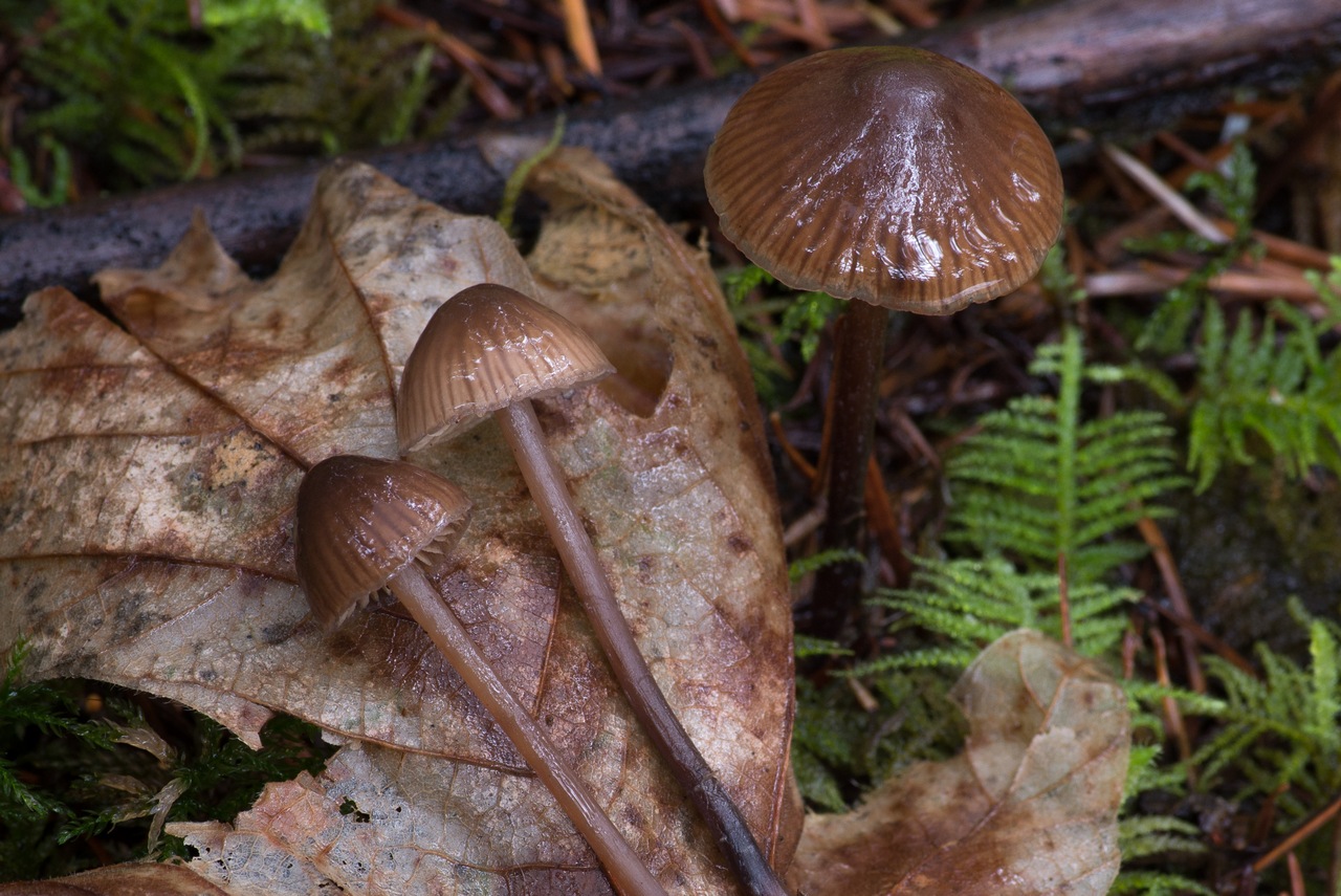 Observation mo-442503, Phaeocollybia phaeogaleroides