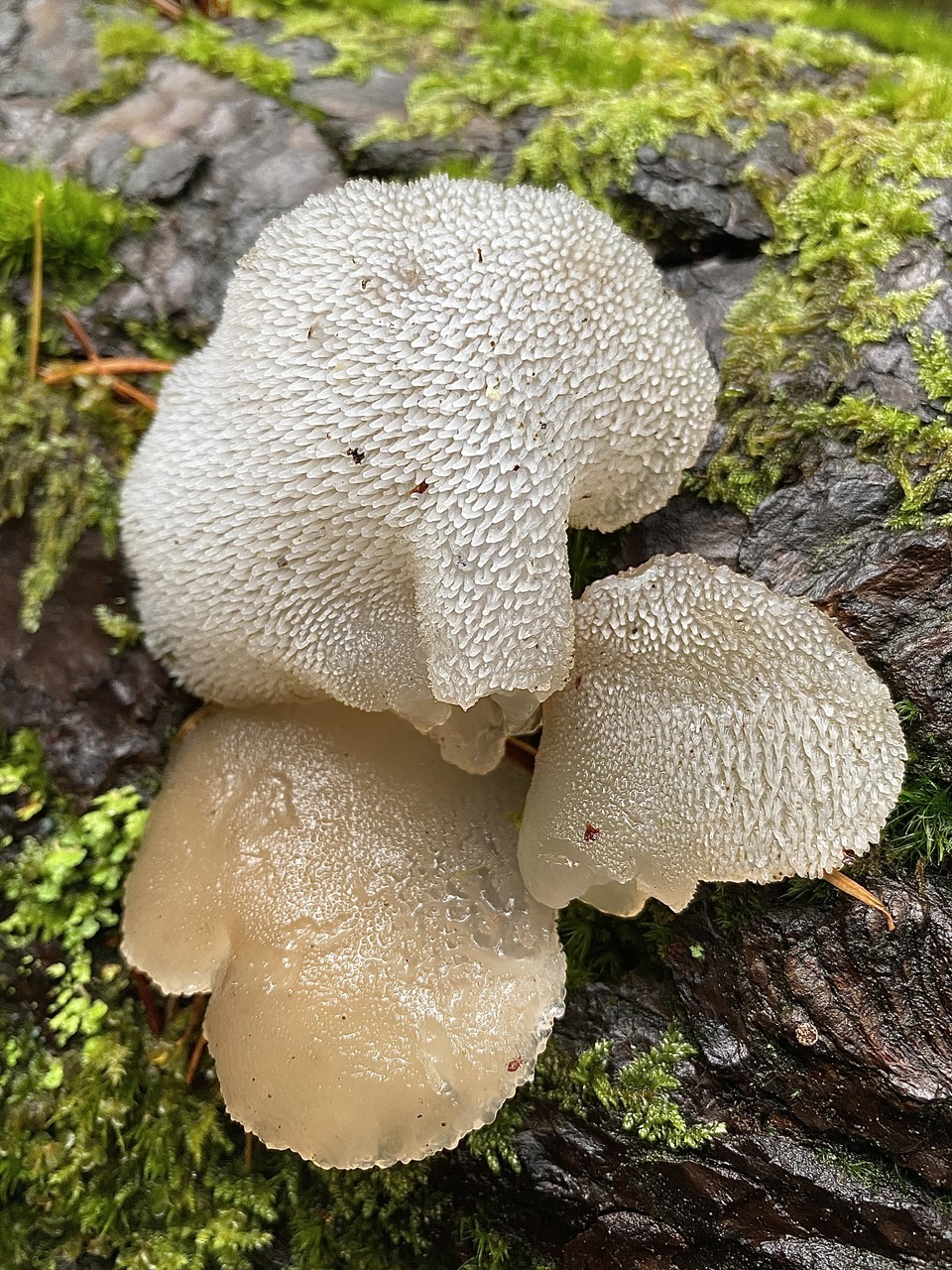Observation mo-442630, Pseudohydnum gelatinosum