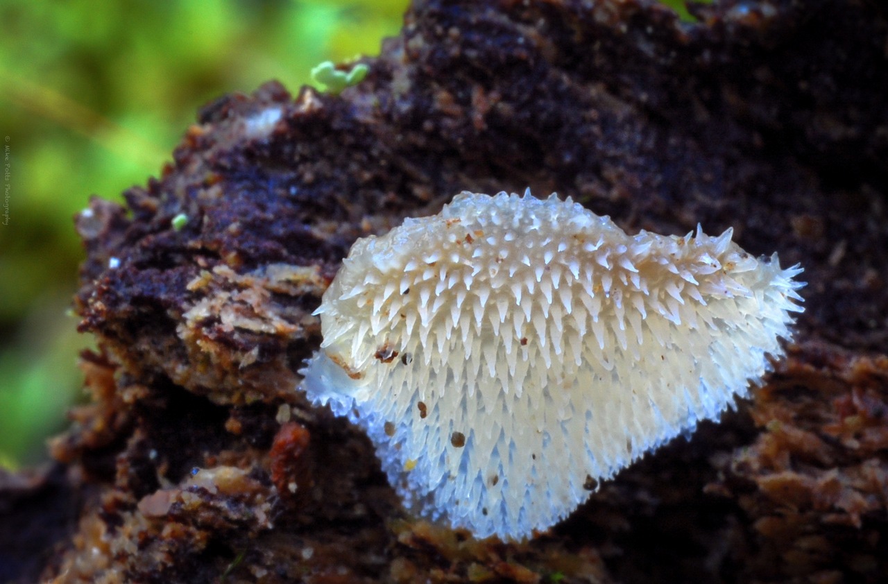 Observation mo-442640, Pseudohydnum gelatinosum