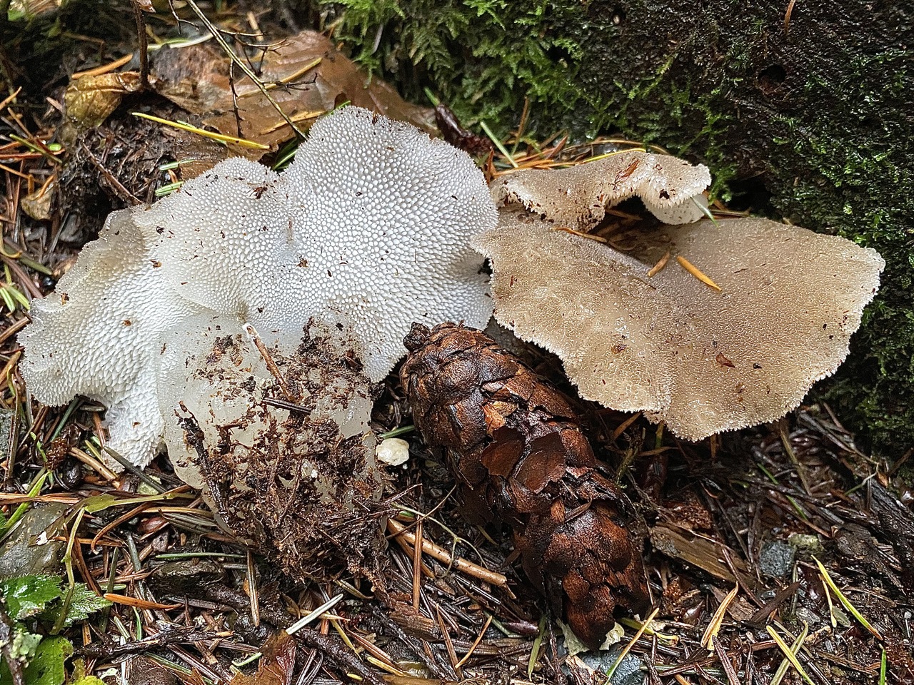 Observation mo-442650, Pseudohydnum gelatinosum