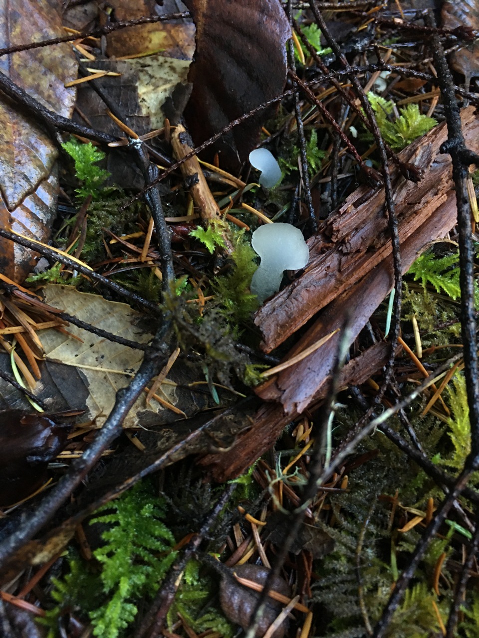 Observation mo-442700, Pseudohydnum gelatinosum