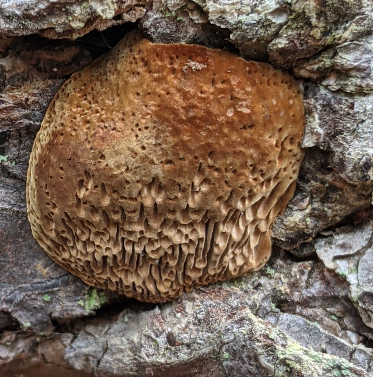 Observation mo-444431, Porodaedalea sp. '1'