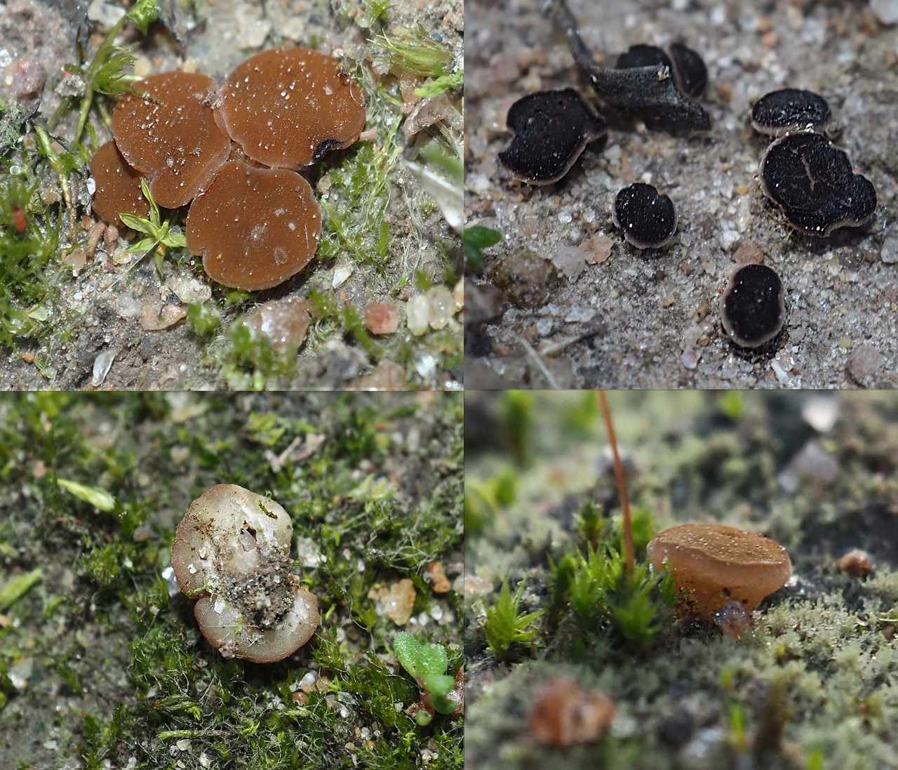 Observation mo-445103, Phaeohelotium succineoguttulatum