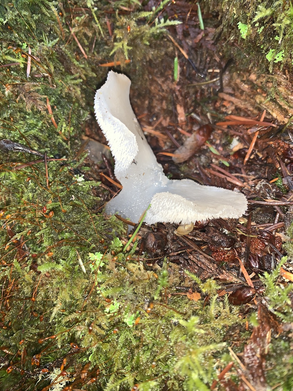 Observation mo-446355, Pseudohydnum gelatinosum