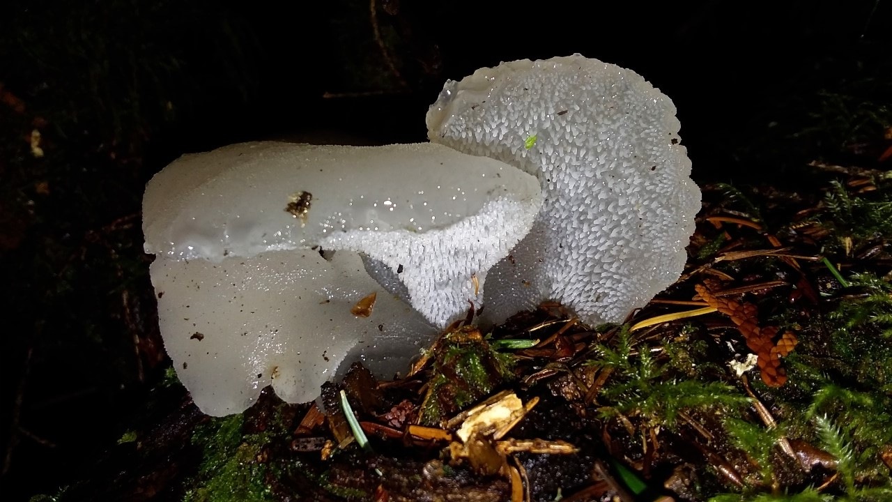 Observation mo-446696, Pseudohydnum gelatinosum