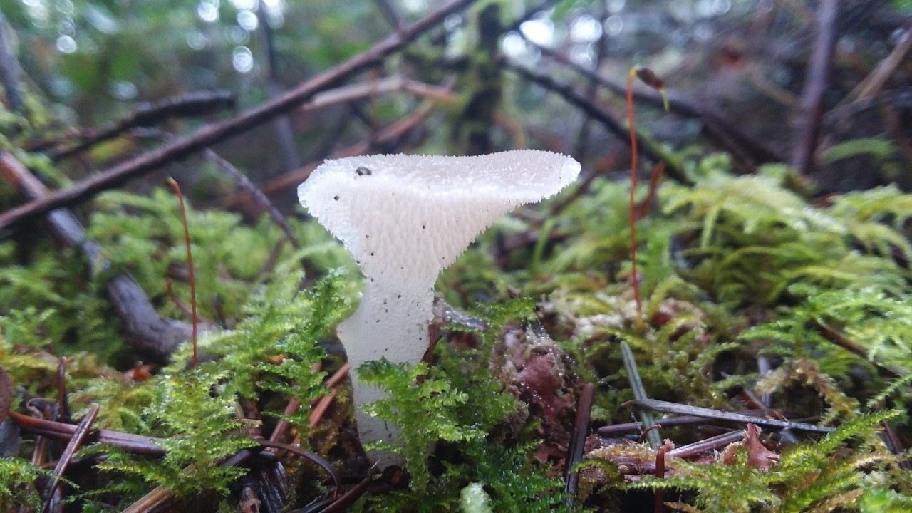 Observation mo-446697, Pseudohydnum gelatinosum