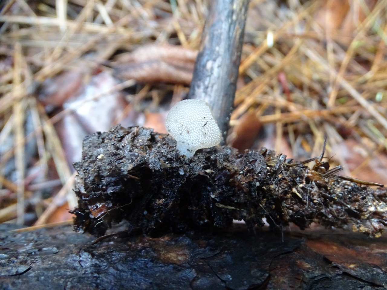 Observation mo-447489, Pseudohydnum gelatinosum