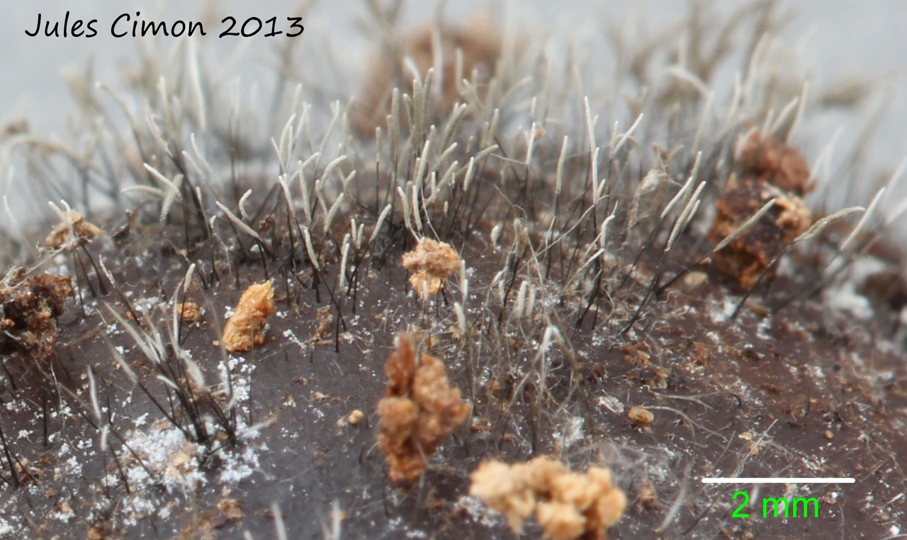Observation mo-448682, Cephalotrichum stemonitis