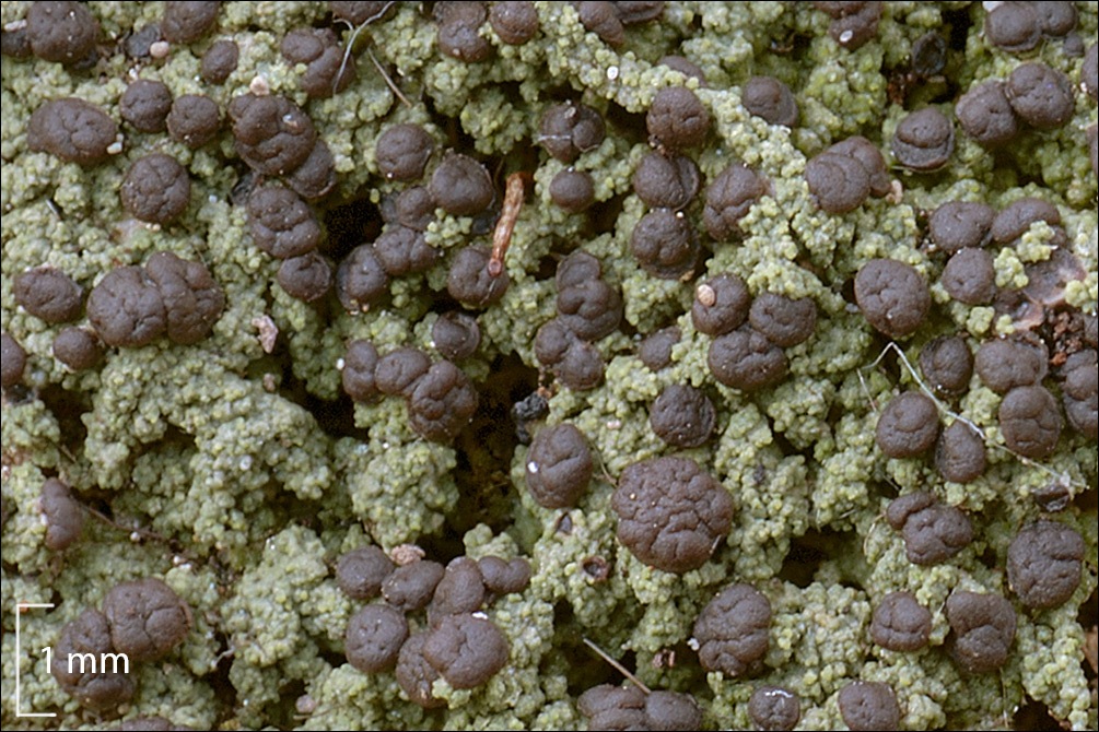 Observation mo-451027, Bryobilimbia hypnorum