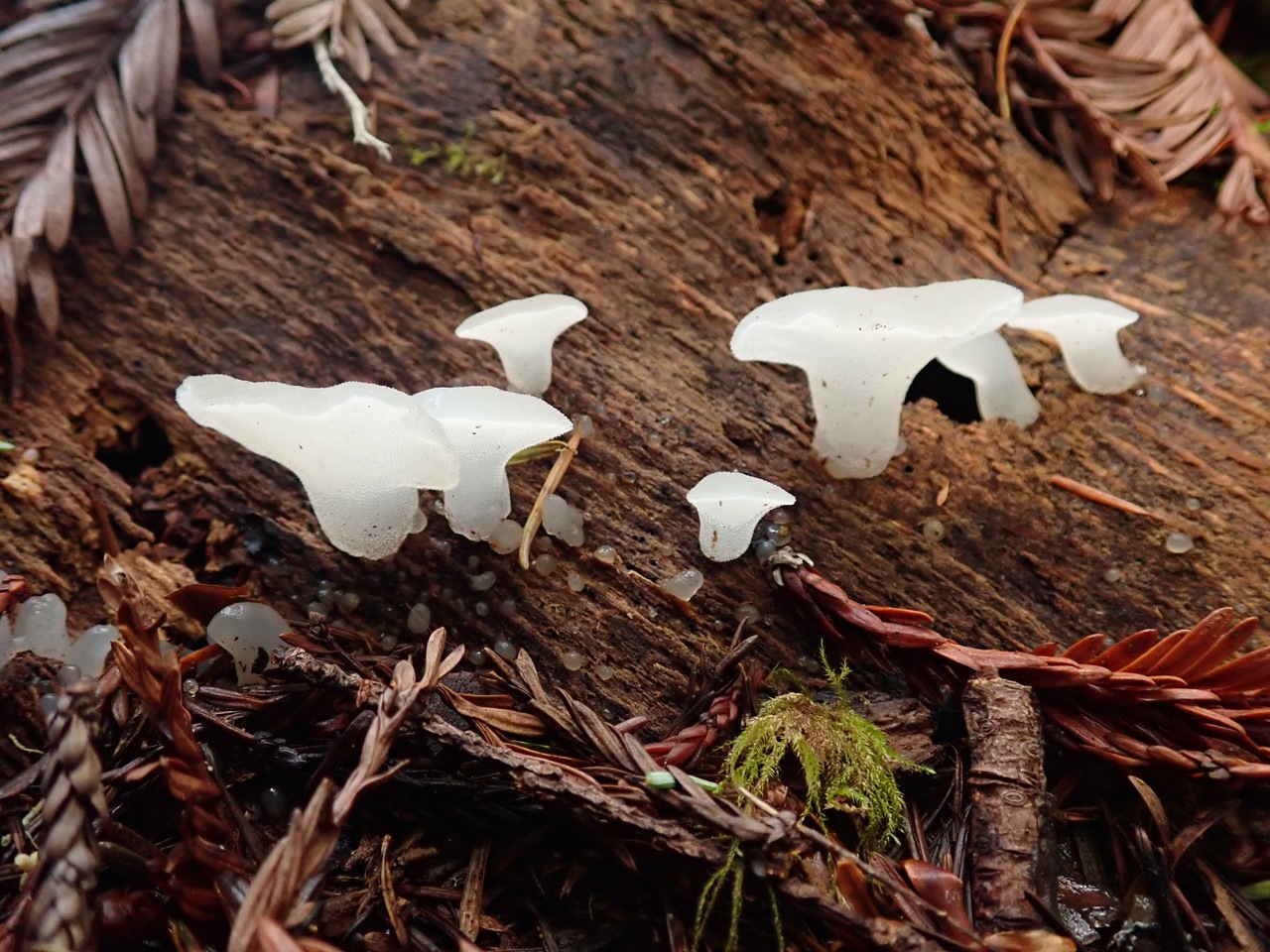 Observation mo-452424, Pseudohydnum gelatinosum