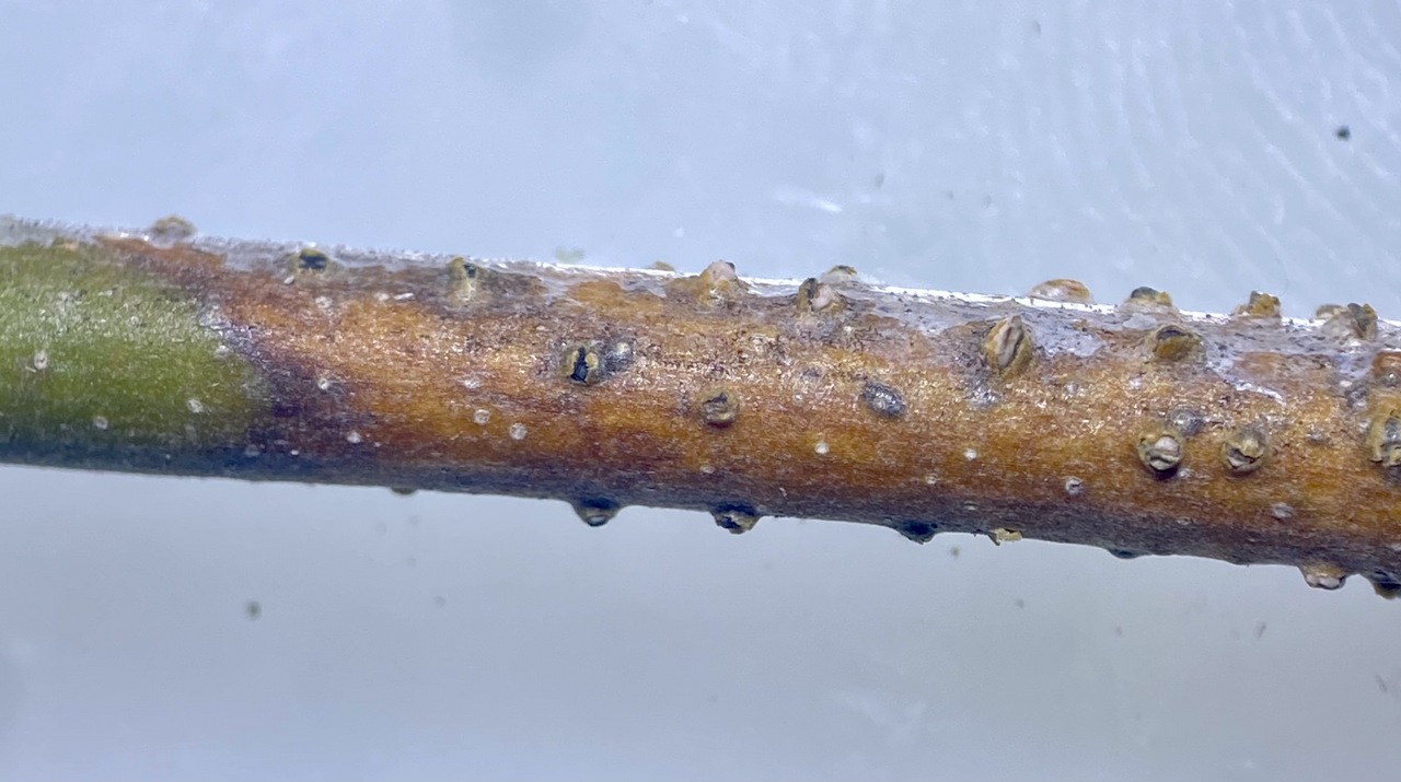 Observation mo-453263, Apiognomonia veneta