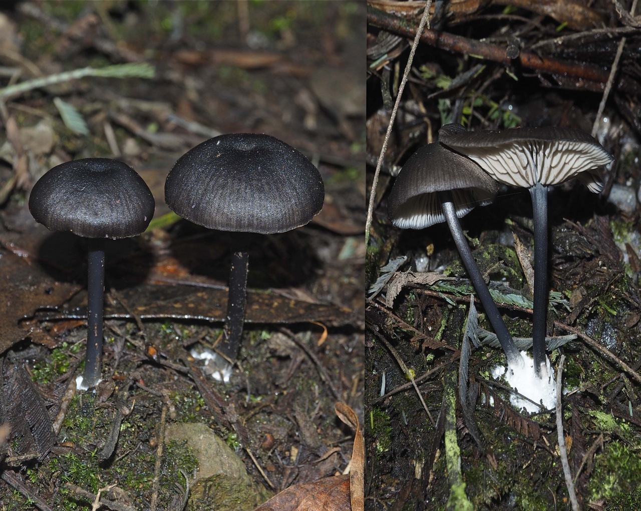 Observation mo-453436, Entoloma amarum