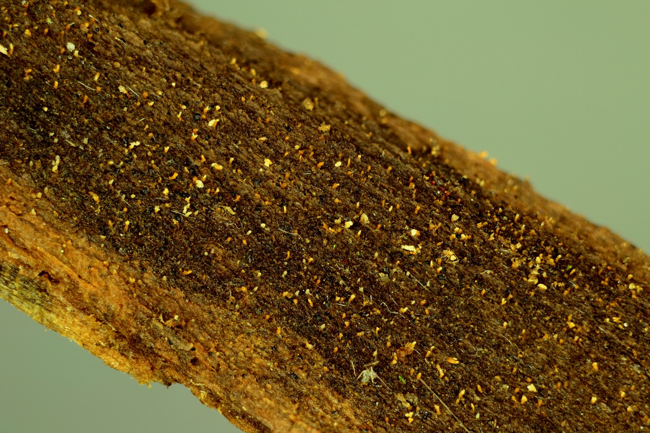 Observation mo-454026, Everhartia lignatilis
