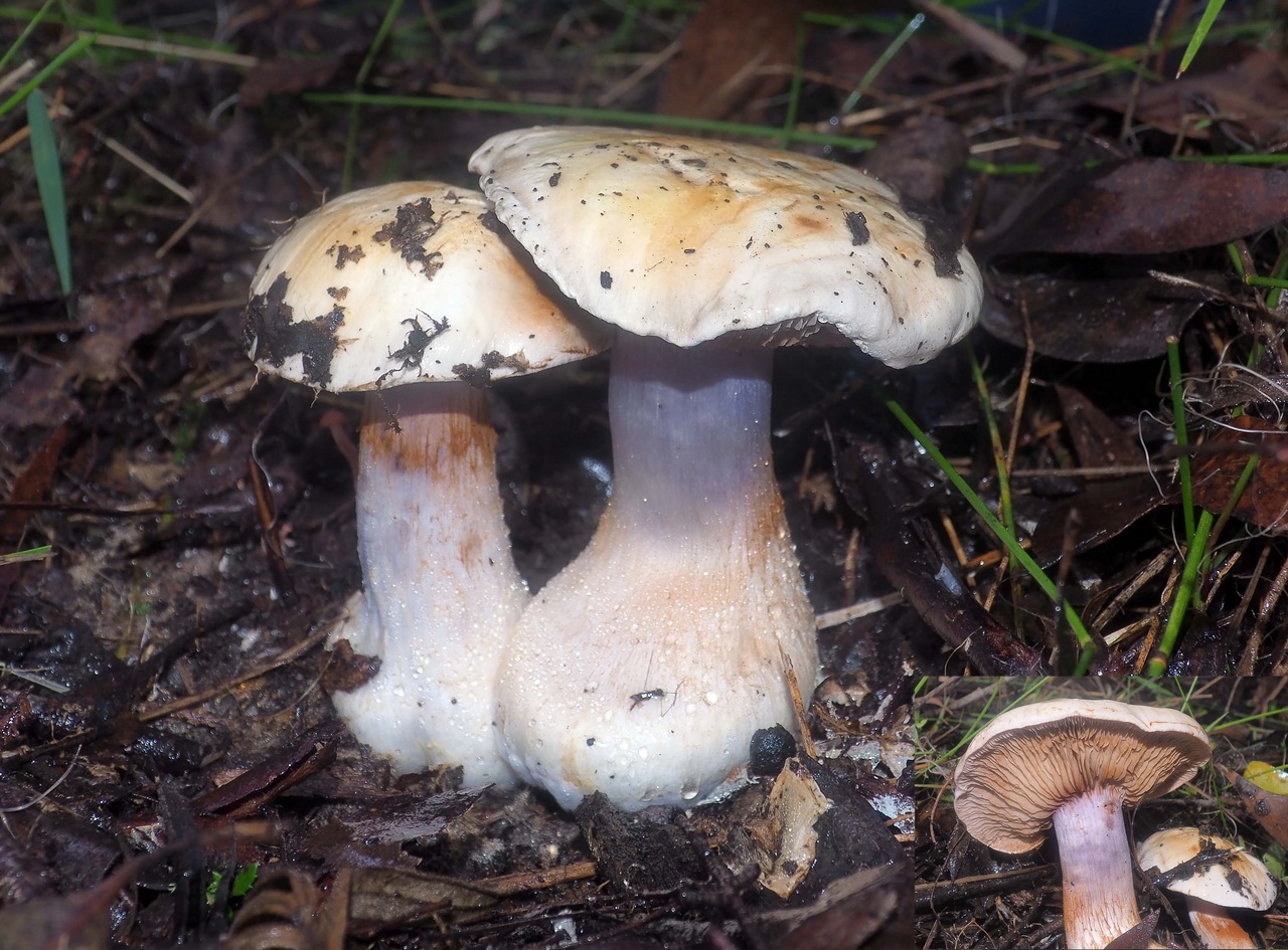 Observation mo-455659, Cortinarius coelopus