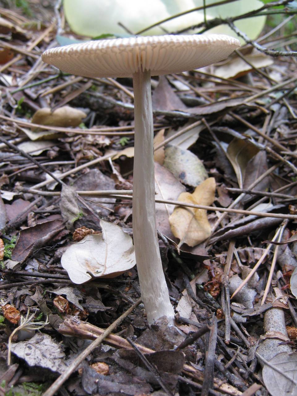 Observation mo-46090, Amanita sp. 'PORT03'