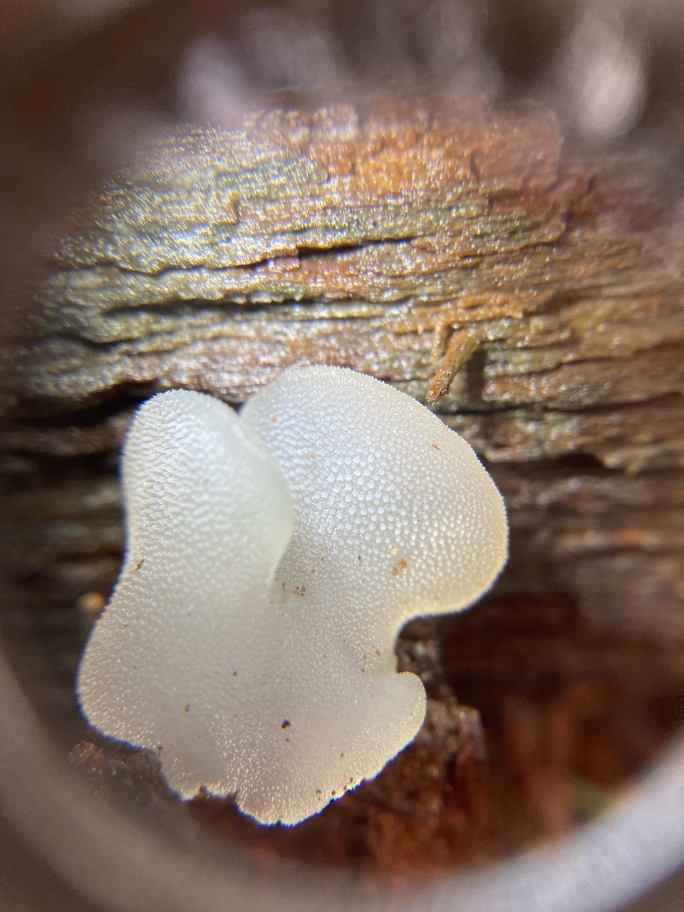 Observation mo-461179, Pseudohydnum gelatinosum