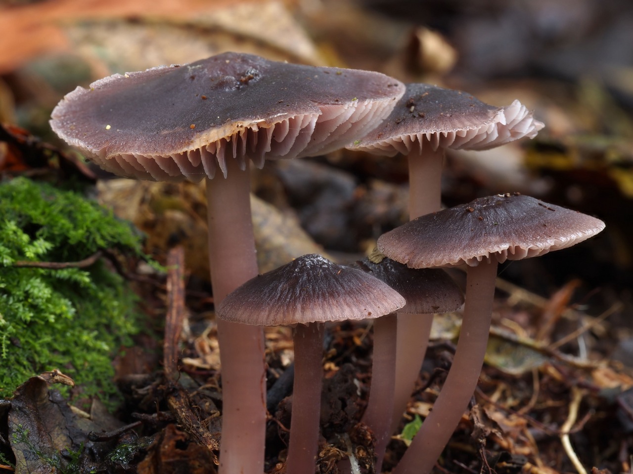 Observation mo-461675, Mycena vinacea
