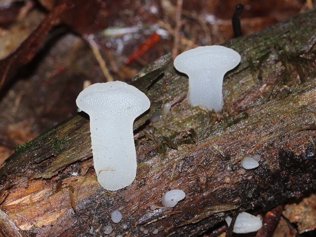 Observation mo-462122, Pseudohydnum gelatinosum