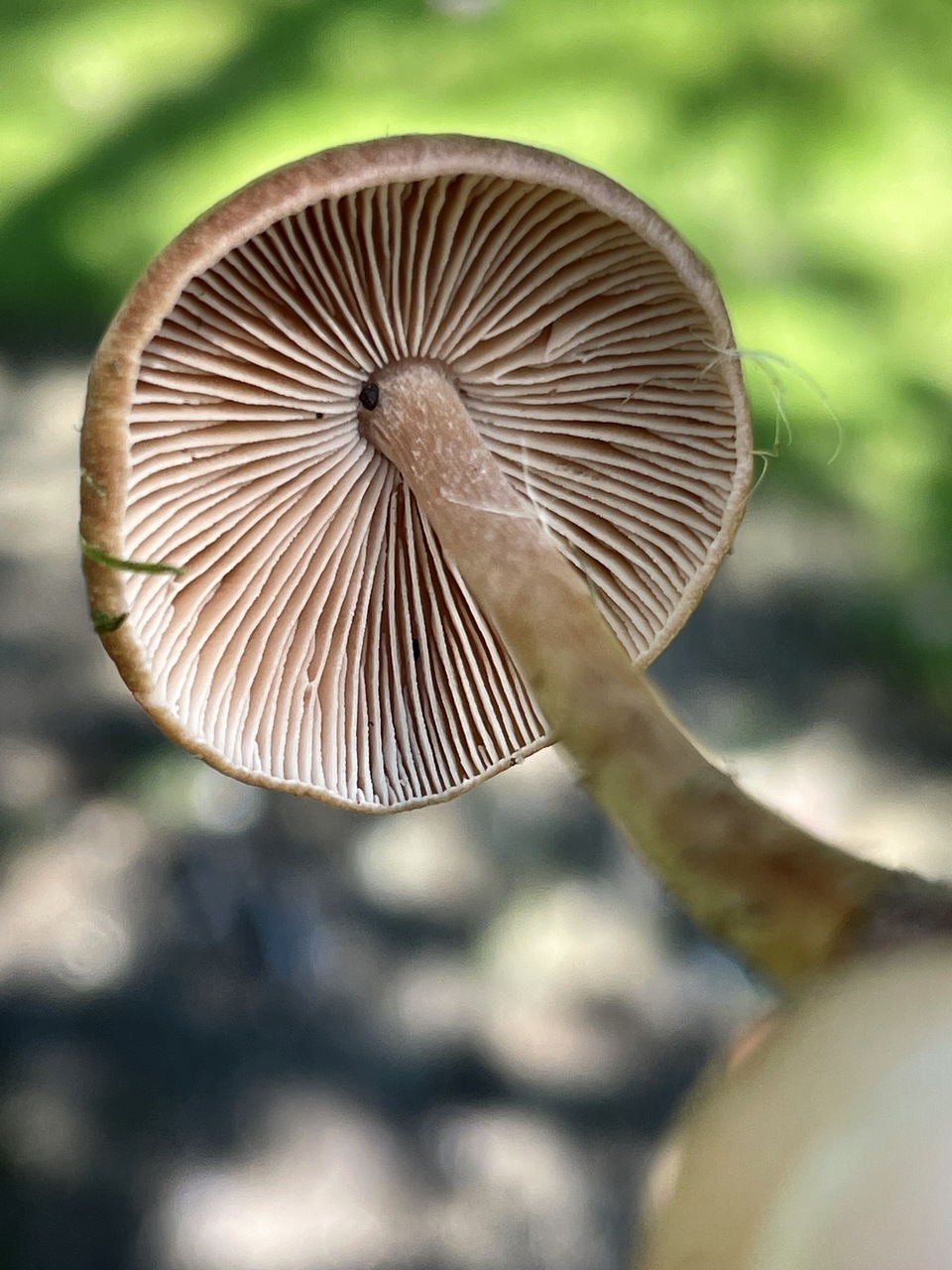 Observation mo-462833, Marasmiellus luxurians