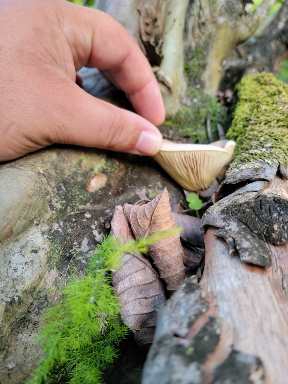 Observation mo-462996, Marasmiellus subpruinosus