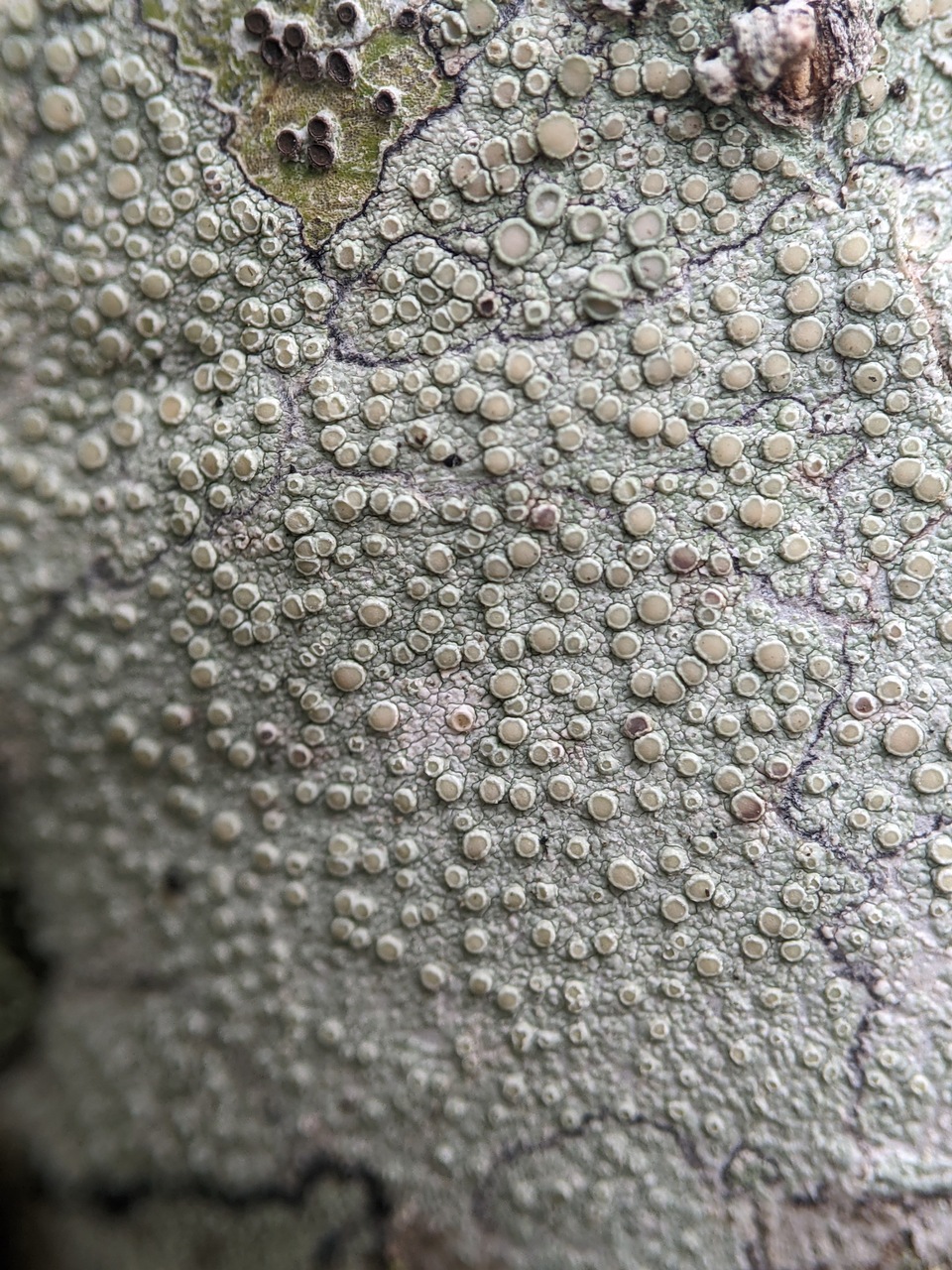 Observation mo-464356, Lecanora leprosa
