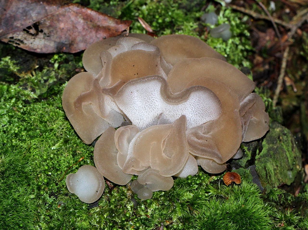 Observation mo-464413, Pseudohydnum gelatinosum