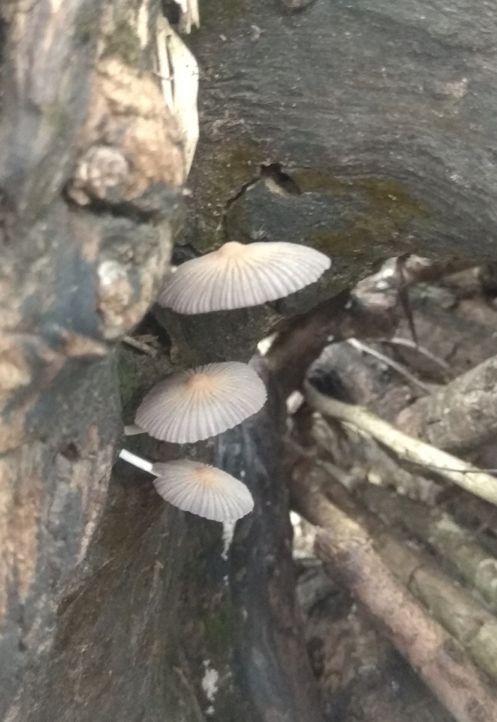 Observation mo-465099, Coprinellus arenicola