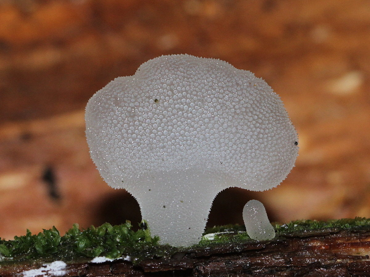 Observation mo-466720, Pseudohydnum gelatinosum