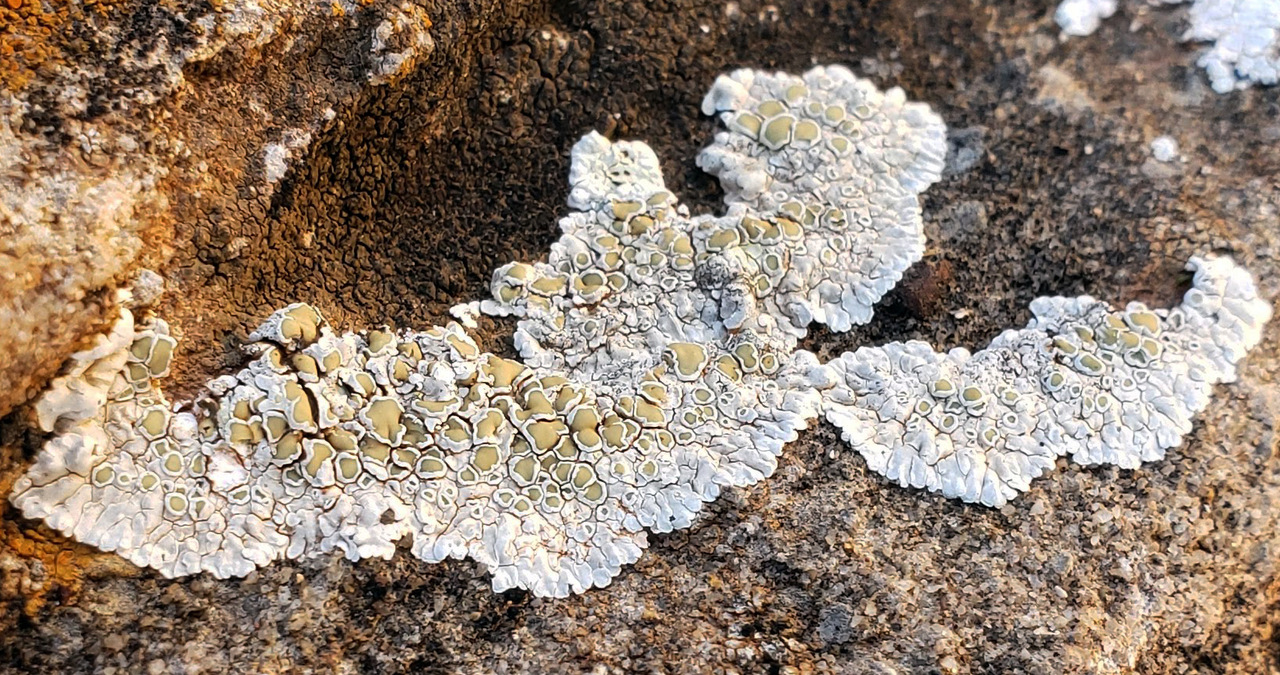 Observation mo-467214, Lecanora valesiaca
