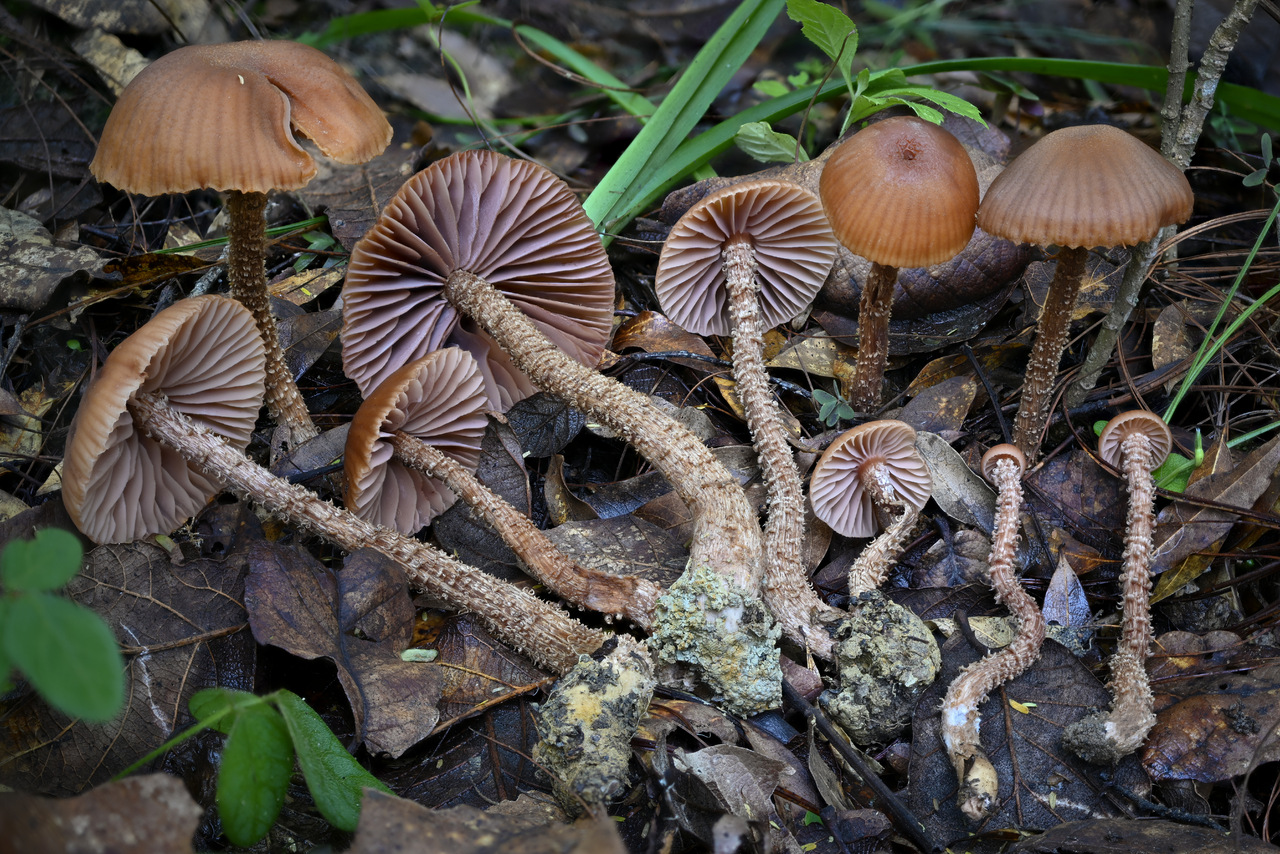 Observation mo-467508, Laccaria squarrosa