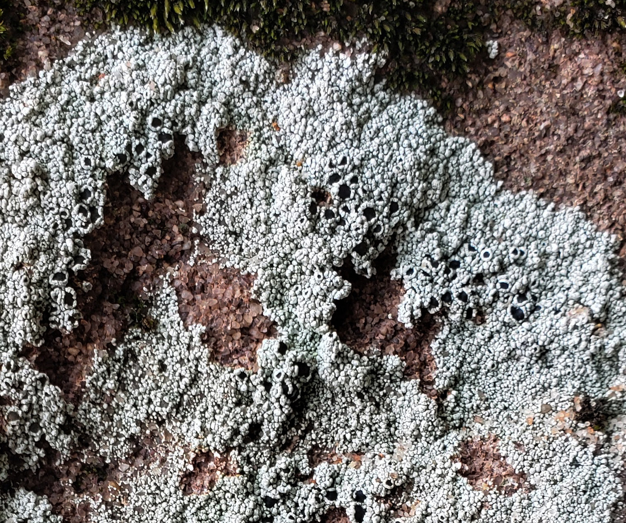 Observation mo-467714, Lecanora perplexa