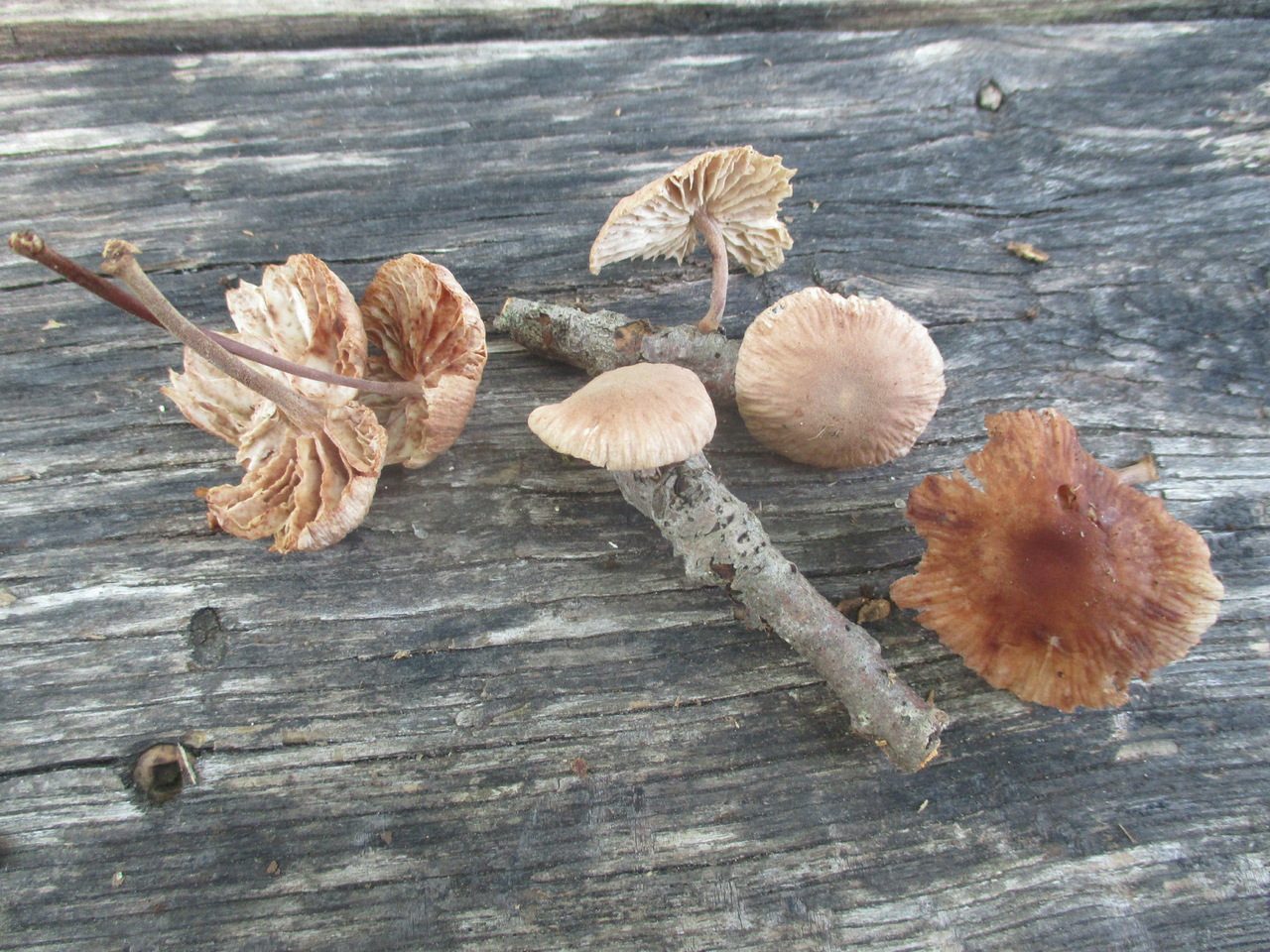 Observation mo-467840, Marasmiellus dichrous