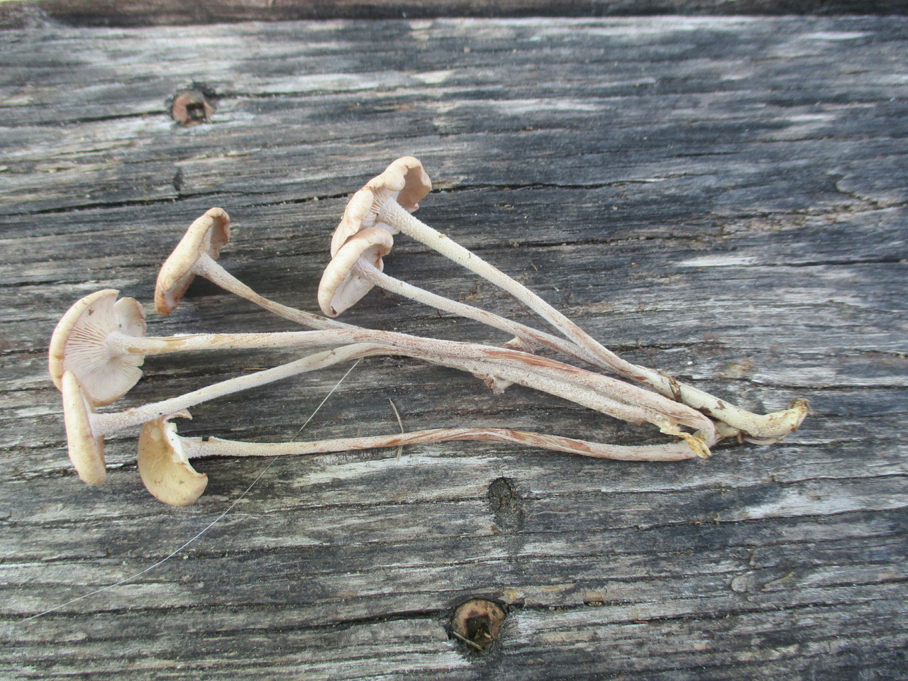 Observation mo-467841, Marasmiellus confluens