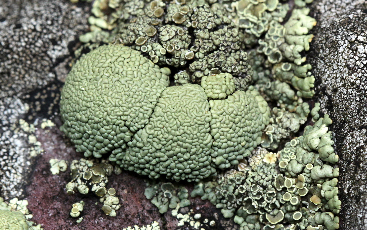 Observation mo-468282, Rhizoplaca opiniconensis