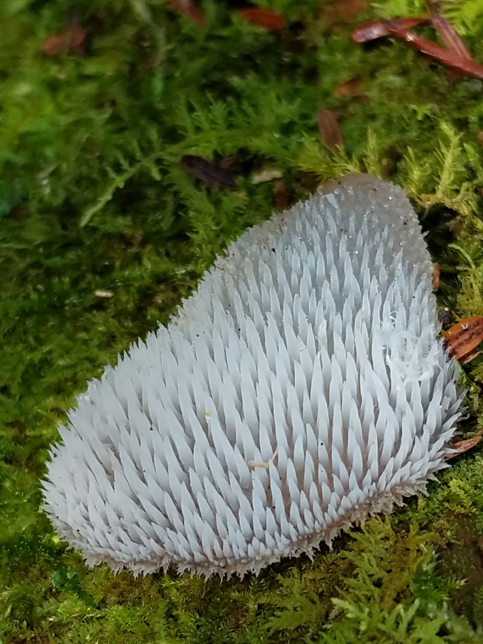 Observation mo-469293, Pseudohydnum gelatinosum