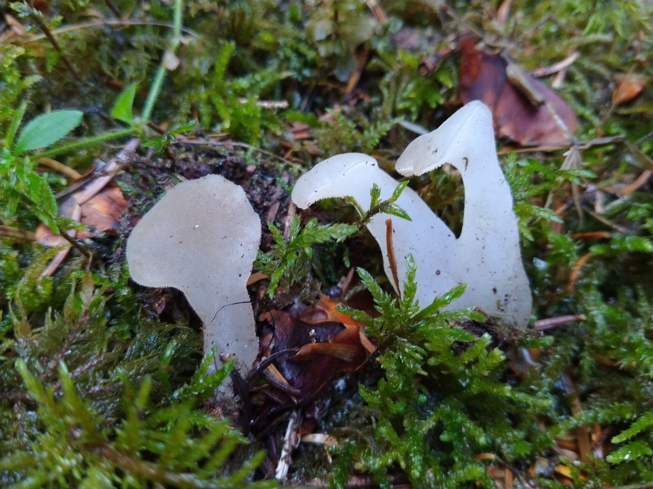 Observation mo-469487, Pseudohydnum gelatinosum
